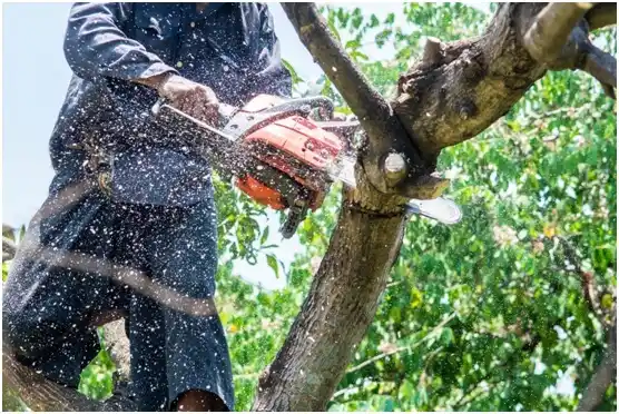 tree services Benbrook